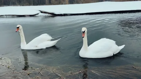 Lebedt swim Stock Footage 234325586
