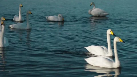 Lebedy Stock Footage 244434787