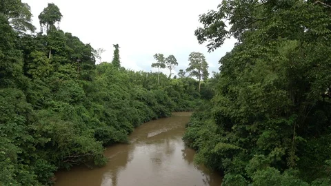 Lebir River, Malaysia Stock Footage 130162509