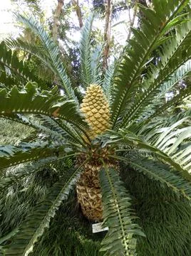 Lebombo Cycad Stock Photos