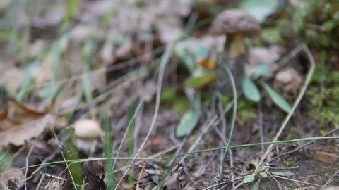 Leccinum in the autumn forest Stock Footage 80204869