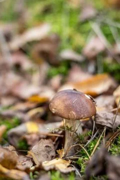 Leccinum Foto stock