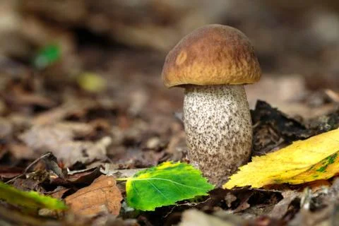 Leccinum pseudoscabrum Stock Photos