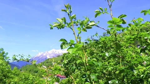 Lechtal Austria alpine mountain landscape panorama blue sky behind trees. Stock-Footage 311443814