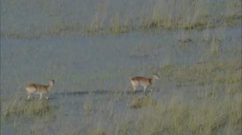 Lechwe Antelope Marsh Herd Stock Footage 44693546