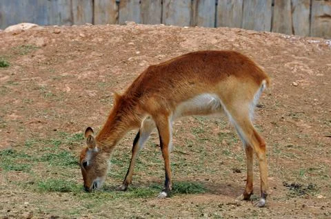Lechwe antelope Stock Photos