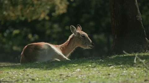 Lechwe antelope resting peacefully under a tree Stock Footage 307934947