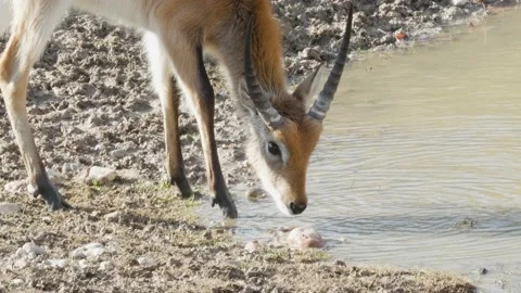 Lechwe (Kobus leche) drinking water, red lechwe or southern lechwe Stock Footage 168777966
