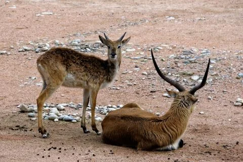 Lechwe Stock Photos