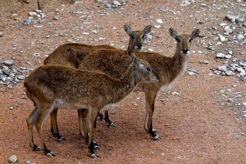 Lechwe Stock Photos
