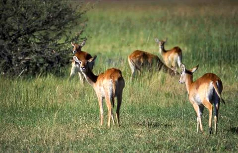Lechwe Stock Photos