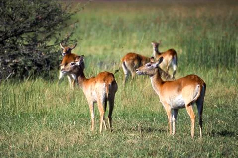 Lechwe Stock Photos