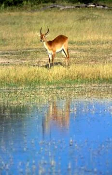 Lechwe Stock Photos