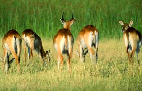 Lechwe Stock Photos