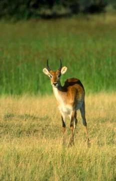 Lechwe Stock Photos