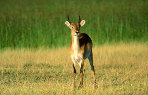 Lechwe Stock Photos