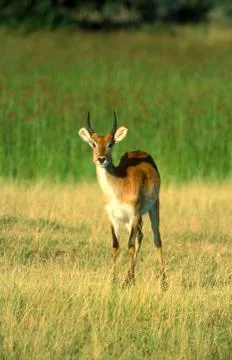 Lechwe Stock Photos