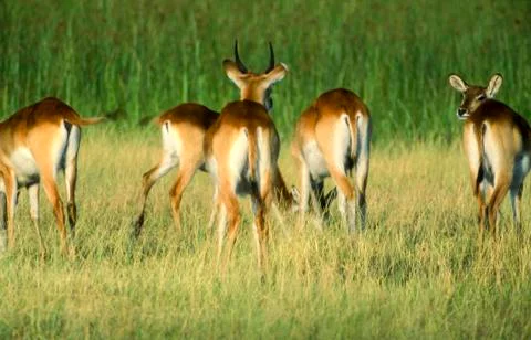 Lechwe Stock Photos
