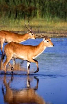 Lechwe Stock Photos