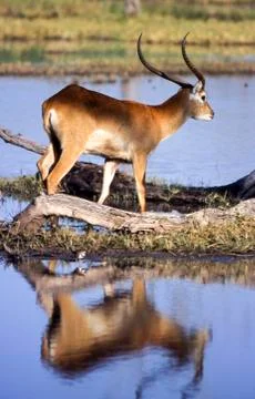 Lechwe Stock Photos