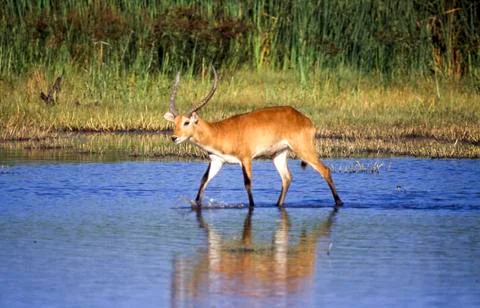 Lechwe Stock Photos