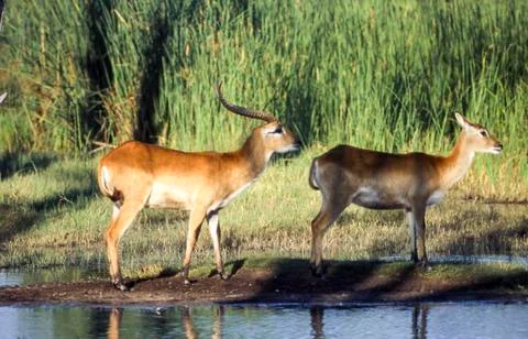 Lechwe Stock Photos