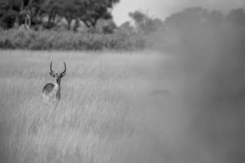 A Lechwe standing in the grass. Stock Photos