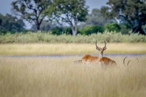 Lechwe starring at the camera. Foto stock