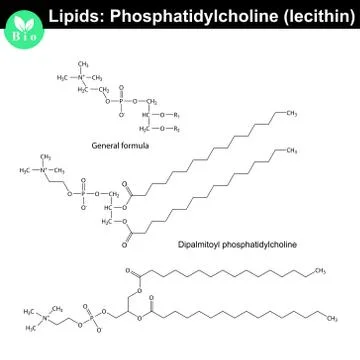 Lecithin molecule - phosphatidylcholine Stock Illustration