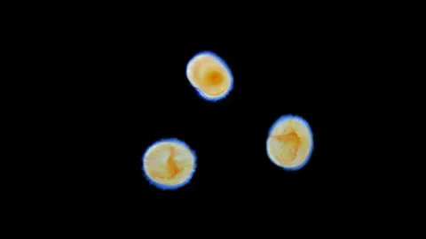 Lecithotrophic larva Bryozoa or Ectoprocta under a microscope. Coronate larva Stock Footage 302185569