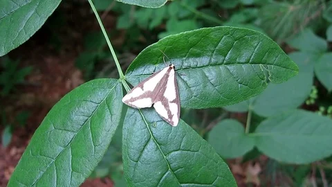 LeConte Hapola day-flying moth perched on a green leaf in the woods. Video stock 73781347