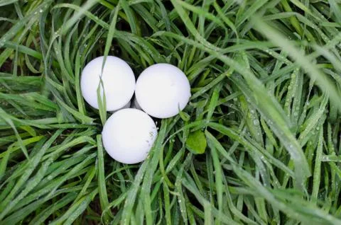 LED bulb comparing on the green grass for alternative technology Stock Photos