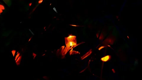Led Christmas lights Stock Footage 247229096