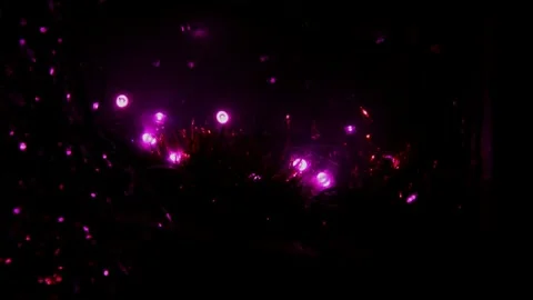 Led Christmas lights Vidéo 247934396