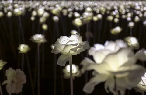 Led flower garden 库存照片