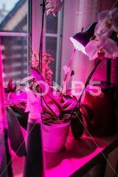 LED lamp for growing plants for agriculture, Phytolamps. Home plants on the Stock Photos