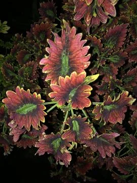 Led Leaves Stock Photos