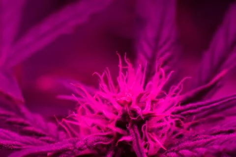 Led light grow cannabis Macro shot of a flower of marijuana during flowering 스톡 사진