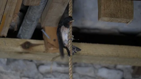 Led lighting Swallow Hirundo rustica fledgling attempting to perch on rope Stock Footage 87050431