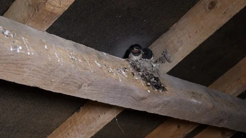 LED lighting Swallow Hirundo rustica adult flies to nest and feeds fledglings Stock Footage 87050494