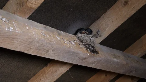 LED lighting Swallow Hirundo rustica flies to nest and feeds fledglings Video stock 87050513
