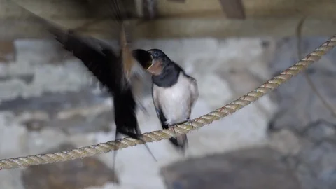 LED lighting Swallow Hirundo rustica fledgling perching on rope Stock Footage 87050559