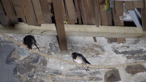 LED lighting Swallow Hirundo rustica fledgling perching on rope in barn Stock-Footage 87050574