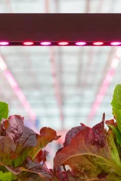 LED lighting used to grow lettuce inside a Dutch greenhouse Fotos Stock