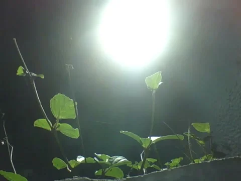 Led reflector illuminates some plants on top of the wall during the night Stock Footage 161209544
