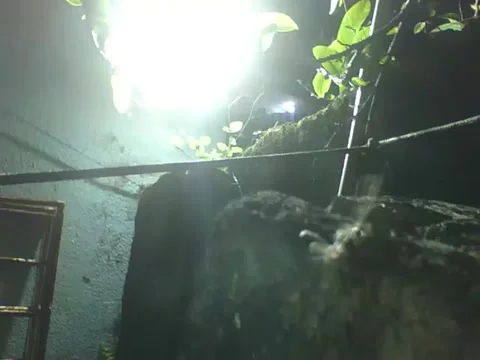 LED spotlight catches spider on top of wood, but it is too fast and escapes Stock Footage 161209706
