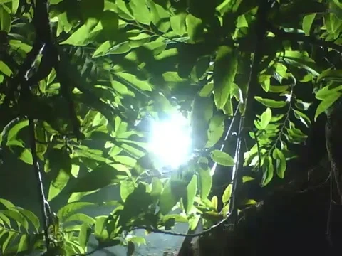 LED spotlight illuminates the pine tree at night, it's a strong light Stock Footage 166430573