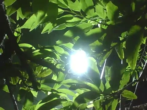 LED spotlight illuminates the pine tree at night between the leaves Stock Footage 166430682