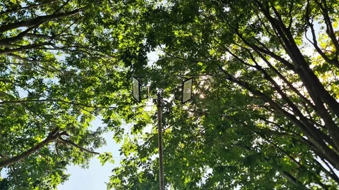 LED Street Light Under Lush Green Tree Canopy with Sunlight and Blue Sky 스톡 동영상 332056963