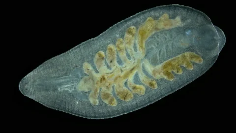 Leech Alboglossiphonia sp. under a microscope, family Glossiphoniidae Stock Footage 155339374
